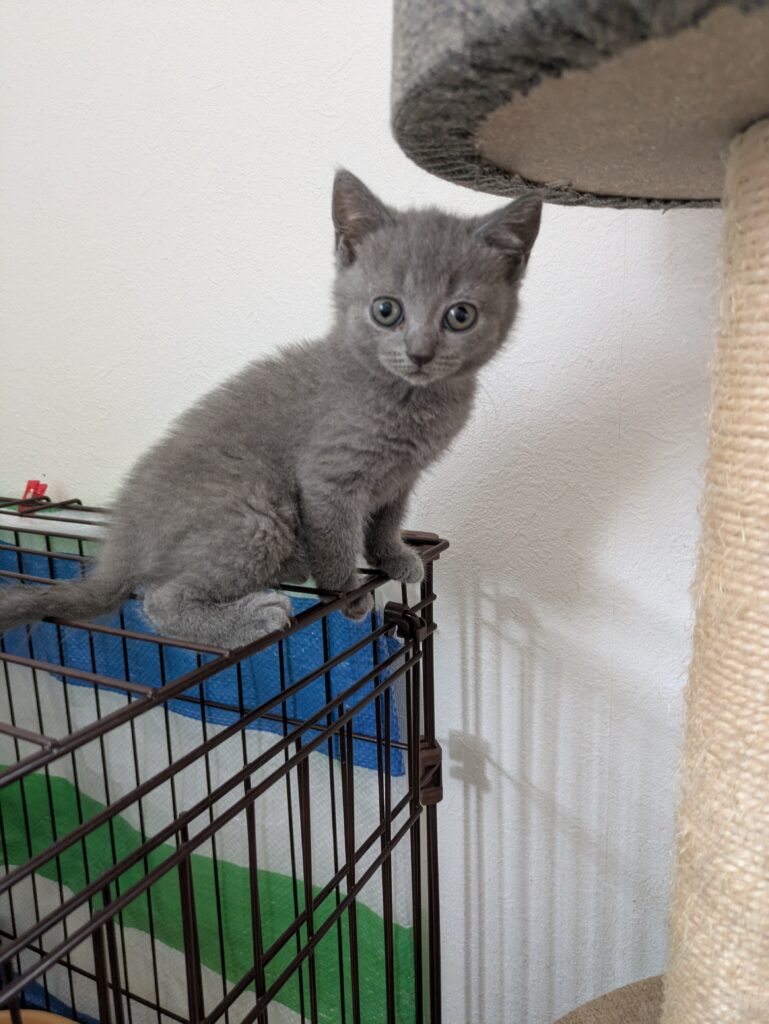 シャルトリューの子猫